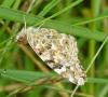 Vanessa cardui